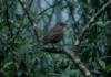 Sabiá-da-mata canta antes do amanhecer, quando o ar estável reduz perdas do som e seu repertório marca a floresta Sabiá-da-mata canta antes do amanhecer, quando o ar estável reduz perdas do som e seu repertório marca a floresta