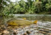 Dourado sobe cachoeiras aos saltos para desovar, reduz a alimentação e usa musculatura adaptada à correnteza Dourado sobe cachoeiras aos saltos para desovar, reduz a alimentação e usa musculatura adaptada à correnteza