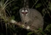 Macaco-da-noite, único primata noturno das Américas, tem olhos grandes, retina de bastonetes e macho que carrega o filhote Macaco-da-noite, único primata noturno das Américas, tem olhos grandes, retina de bastonetes e macho que carrega o filhote