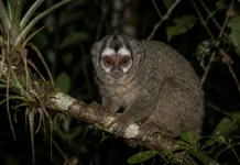 Macaco-da-noite, único primata noturno das Américas, tem olhos grandes, retina de bastonetes e macho que carrega o filhote Macaco-da-noite, único primata noturno das Américas, tem olhos grandes, retina de bastonetes e macho que carrega o filhote