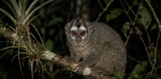 Macaco-da-noite, único primata noturno das Américas, tem olhos grandes, retina de bastonetes e macho que carrega o filhote Macaco-da-noite, único primata noturno das Américas, tem olhos grandes, retina de bastonetes e macho que carrega o filhote