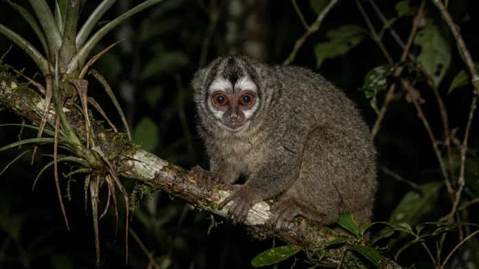 Macaco-da-noite, único primata noturno das Américas, tem olhos grandes, retina de bastonetes e macho que carrega o filhote Macaco-da-noite, único primata noturno das Américas, tem olhos grandes, retina de bastonetes e macho que carrega o filhote