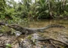 Jacarerana mergulha, nada com a cauda achatada e permanece minutos submersa sem ser parente dos jacarés Jacarerana mergulha, nada com a cauda achatada e permanece minutos submersa sem ser parente dos jacarés