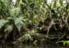 Sapo-martelo ergue bacia de lama na margem do rio e a fêmea só desova quando a estrutura protege os girinos Sapo-martelo ergue bacia de lama na margem do rio e a fêmea só desova quando a estrutura protege os girinos