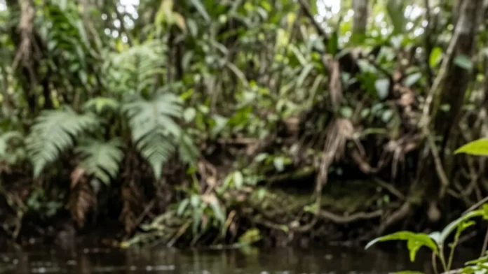 Sapo-martelo ergue bacia de lama na margem do rio e a fêmea só desova quando a estrutura protege os girinos Sapo-martelo ergue bacia de lama na margem do rio e a fêmea só desova quando a estrutura protege os girinos
