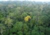 Estudo analisa 102 áreas e identifica árvores que reabrem caminho para a Amazônia após o desmatamento Estudo analisa 102 áreas e identifica árvores que reabrem caminho para a Amazônia após o desmatamento