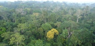 Estudo analisa 102 áreas e identifica árvores que reabrem caminho para a Amazônia após o desmatamento Estudo analisa 102 áreas e identifica árvores que reabrem caminho para a Amazônia após o desmatamento