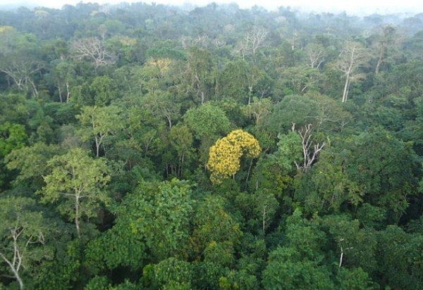 Estudo analisa 102 áreas e identifica árvores que reabrem caminho para a Amazônia após o desmatamento Estudo analisa 102 áreas e identifica árvores que reabrem caminho para a Amazônia após o desmatamento