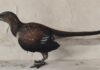Archaeopteryx precisava de dois ou três saltos para voar, sugere estudo sobre a primeira ave Archaeopteryx precisava de dois ou três saltos para voar, sugere estudo sobre a primeira ave