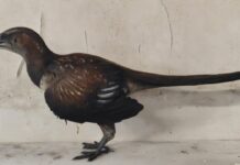 Archaeopteryx precisava de dois ou três saltos para voar, sugere estudo sobre a primeira ave Archaeopteryx precisava de dois ou três saltos para voar, sugere estudo sobre a primeira ave