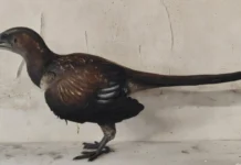 Archaeopteryx precisava de dois ou três saltos para voar, sugere estudo sobre a primeira ave Archaeopteryx precisava de dois ou três saltos para voar, sugere estudo sobre a primeira ave