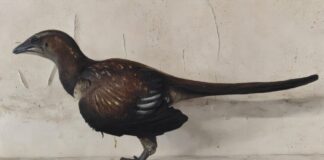 Archaeopteryx precisava de dois ou três saltos para voar, sugere estudo sobre a primeira ave Archaeopteryx precisava de dois ou três saltos para voar, sugere estudo sobre a primeira ave