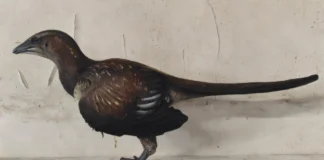 Archaeopteryx precisava de dois ou três saltos para voar, sugere estudo sobre a primeira ave Archaeopteryx precisava de dois ou três saltos para voar, sugere estudo sobre a primeira ave