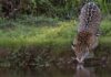 Seca baixa rios do Pantanal, concentra onças nas margens e aumenta avistamentos durante a temporada Seca baixa rios do Pantanal, concentra onças nas margens e aumenta avistamentos durante a temporada