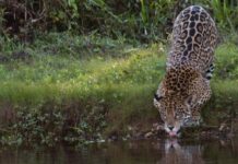Seca baixa rios do Pantanal, concentra onças nas margens e aumenta avistamentos durante a temporada Seca baixa rios do Pantanal, concentra onças nas margens e aumenta avistamentos durante a temporada