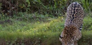 Seca baixa rios do Pantanal, concentra onças nas margens e aumenta avistamentos durante a temporada Seca baixa rios do Pantanal, concentra onças nas margens e aumenta avistamentos durante a temporada