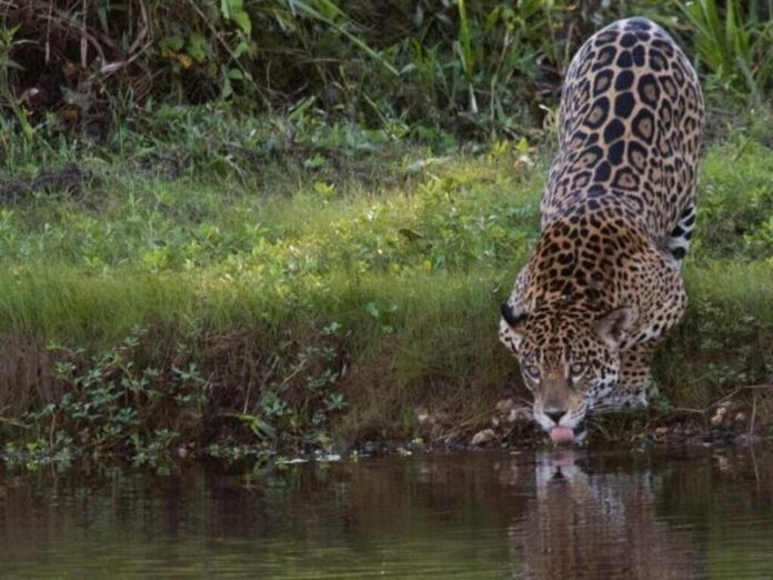 Seca baixa rios do Pantanal, concentra onças nas margens e aumenta avistamentos durante a temporada Seca baixa rios do Pantanal, concentra onças nas margens e aumenta avistamentos durante a temporada