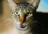 Gato mia para abrir a porta, recua quando ela se abre e revela o que realmente queria Gato mia para abrir a porta, recua quando ela se abre e revela o que realmente queria