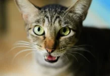 Gato mia para abrir a porta, recua quando ela se abre e revela o que realmente queria Gato mia para abrir a porta, recua quando ela se abre e revela o que realmente queria