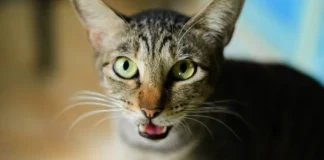 Gato mia para abrir a porta, recua quando ela se abre e revela o que realmente queria Gato mia para abrir a porta, recua quando ela se abre e revela o que realmente queria