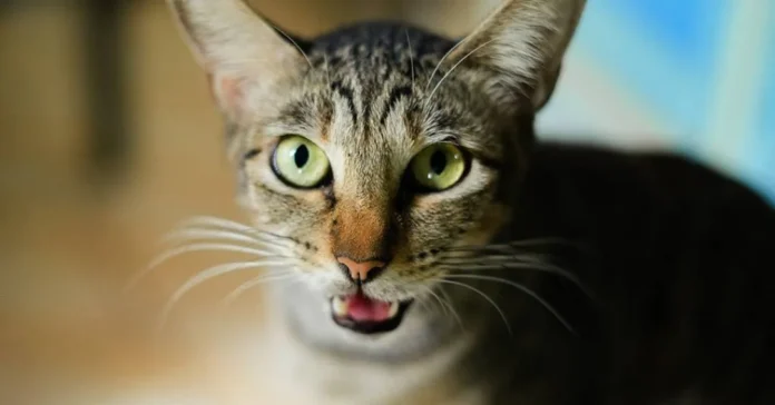 Gato mia para abrir a porta, recua quando ela se abre e revela o que realmente queria Gato mia para abrir a porta, recua quando ela se abre e revela o que realmente queria