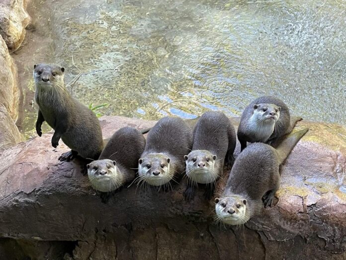 Seis lontras passam seis meses sob observação e ficam mais ativas quando visitantes se aproximam Seis lontras passam seis meses sob observação e ficam mais ativas quando visitantes se aproximam