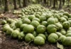 Biochar de casca de coco eleva em 42,1% a resistência da cal e amplia captura de carbono Biochar de casca de coco eleva em 42,1% a resistência da cal e amplia captura de carbono