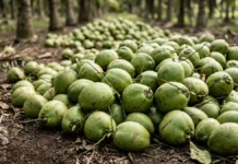 Biochar de casca de coco eleva em 42,1% a resistência da cal e amplia captura de carbono Biochar de casca de coco eleva em 42,1% a resistência da cal e amplia captura de carbono