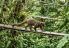Mamíferos arborícolas usam passarela turística na Amazônia peruana como ponte na copa e indicam caminhos para conservar a fauna Mamíferos arborícolas usam passarela turística na Amazônia peruana como ponte na copa e indicam caminhos para conservar a fauna