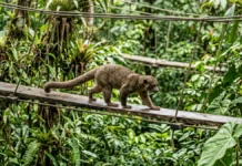 Mamíferos arborícolas usam passarela turística na Amazônia peruana como ponte na copa e indicam caminhos para conservar a fauna Mamíferos arborícolas usam passarela turística na Amazônia peruana como ponte na copa e indicam caminhos para conservar a fauna