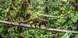 Mamíferos arborícolas usam passarela turística na Amazônia peruana como ponte na copa e indicam caminhos para conservar a fauna Mamíferos arborícolas usam passarela turística na Amazônia peruana como ponte na copa e indicam caminhos para conservar a fauna