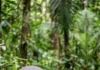 Anta engole frutos grandes, abre trilhas na mata e pode espalhar sementes por dezenas de quilômetros, ajudando a renovar a floresta Anta engole frutos grandes, abre trilhas na mata e pode espalhar sementes por dezenas de quilômetros, ajudando a renovar a floresta