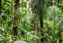 Anta engole frutos grandes, abre trilhas na mata e pode espalhar sementes por dezenas de quilômetros, ajudando a renovar a floresta Anta engole frutos grandes, abre trilhas na mata e pode espalhar sementes por dezenas de quilômetros, ajudando a renovar a floresta