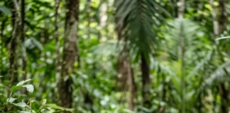 Anta engole frutos grandes, abre trilhas na mata e pode espalhar sementes por dezenas de quilômetros, ajudando a renovar a floresta Anta engole frutos grandes, abre trilhas na mata e pode espalhar sementes por dezenas de quilômetros, ajudando a renovar a floresta