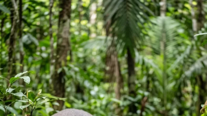 Anta engole frutos grandes, abre trilhas na mata e pode espalhar sementes por dezenas de quilômetros, ajudando a renovar a floresta Anta engole frutos grandes, abre trilhas na mata e pode espalhar sementes por dezenas de quilômetros, ajudando a renovar a floresta