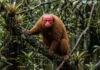Uacari de rosto vermelho vive em igapós, perde a cor quando adoece e transforma o sinal em escolha de parceiro Uacari de rosto vermelho vive em igapós, perde a cor quando adoece e transforma o sinal em escolha de parceiro
