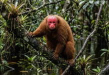 Uacari de rosto vermelho vive em igapós, perde a cor quando adoece e transforma o sinal em escolha de parceiro Uacari de rosto vermelho vive em igapós, perde a cor quando adoece e transforma o sinal em escolha de parceiro