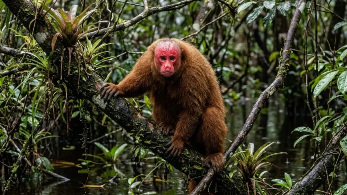 Uacari de rosto vermelho vive em igapós, perde a cor quando adoece e transforma o sinal em escolha de parceiro