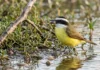 Bem-te-vi pesca peixe pequeno em água rasa, muda a técnica conforme a margem e defende ninho volumoso contra aves maiores Bem-te-vi pesca peixe pequeno em água rasa, muda a técnica conforme a margem e defende ninho volumoso contra aves maiores