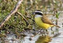 Bem-te-vi pesca peixe pequeno em água rasa, muda a técnica conforme a margem e defende ninho volumoso contra aves maiores Bem-te-vi pesca peixe pequeno em água rasa, muda a técnica conforme a margem e defende ninho volumoso contra aves maiores