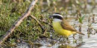 Bem-te-vi pesca peixe pequeno em água rasa, muda a técnica conforme a margem e defende ninho volumoso contra aves maiores Bem-te-vi pesca peixe pequeno em água rasa, muda a técnica conforme a margem e defende ninho volumoso contra aves maiores