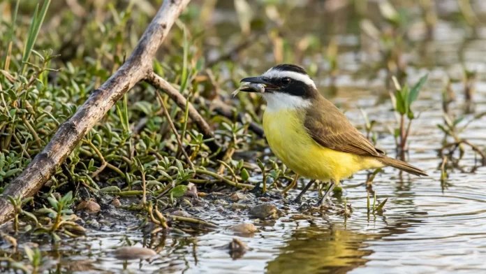 Bem-te-vi pesca peixe pequeno em água rasa, muda a técnica conforme a margem e defende ninho volumoso contra aves maiores Bem-te-vi pesca peixe pequeno em água rasa, muda a técnica conforme a margem e defende ninho volumoso contra aves maiores