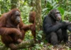 Orangotangos e chimpanzés imitam expressões de alegria em instantes e revelam um mecanismo social próximo do humano Orangotangos e chimpanzés imitam expressões de alegria em instantes e revelam um mecanismo social próximo do humano