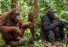 Orangotangos e chimpanzés imitam expressões de alegria em instantes e revelam um mecanismo social próximo do humano Orangotangos e chimpanzés imitam expressões de alegria em instantes e revelam um mecanismo social próximo do humano