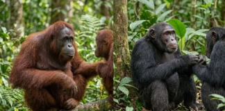 Orangotangos e chimpanzés imitam expressões de alegria em instantes e revelam um mecanismo social próximo do humano Orangotangos e chimpanzés imitam expressões de alegria em instantes e revelam um mecanismo social próximo do humano