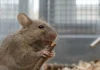 Camundongos recebem recompensa neural ao roer, circuito ajuda a explicar ossos de cães e unhas humanas, mas hipótese ainda é inicial Camundongos recebem recompensa neural ao roer, circuito ajuda a explicar ossos de cães e unhas humanas, mas hipótese ainda é inicial