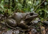 Nova rã espinhosa é descrita em reserva chinesa, mas pele lisa e ausência de tubérculos distinguem espécie de todo o grupo Nova rã espinhosa é descrita em reserva chinesa, mas pele lisa e ausência de tubérculos distinguem espécie de todo o grupo