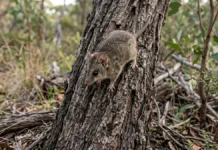 Dunnart da Ilha Kanguru, dado como terrestre, sobe em árvores e muda o monitoramento de um marsupial ameaçado Dunnart da Ilha Kanguru, dado como terrestre, sobe em árvores e muda o monitoramento de um marsupial ameaçado