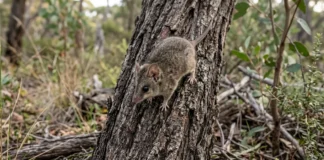 Dunnart da Ilha Kanguru, dado como terrestre, sobe em árvores e muda o monitoramento de um marsupial ameaçado Dunnart da Ilha Kanguru, dado como terrestre, sobe em árvores e muda o monitoramento de um marsupial ameaçado