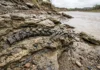 Rio do Arkansas expõe esqueletos de tubarão preservados por milhões de anos e revela como um antigo fundo marinho virou Sharkansas Rio do Arkansas expõe esqueletos de tubarão preservados por milhões de anos e revela como um antigo fundo marinho virou Sharkansas
